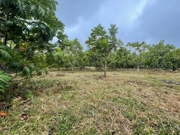 Agricultural Land