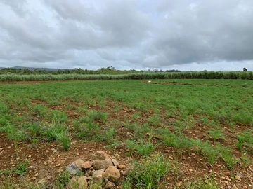 Agricultural Land