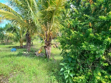 Agricultural Land