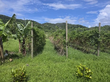 Agricultural Land