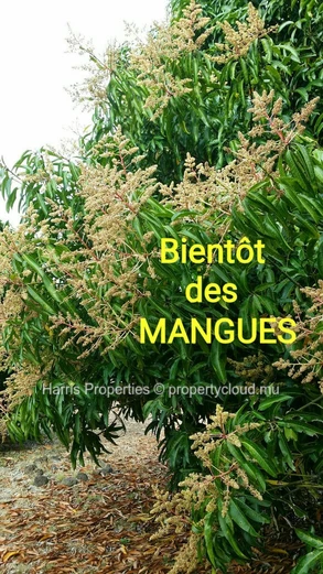 Terrain Résidentiel de 35 Perches à Vendre à Melville
