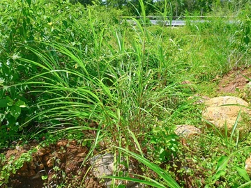 Residential Land