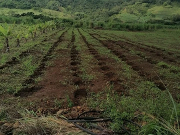 Agricultural Land