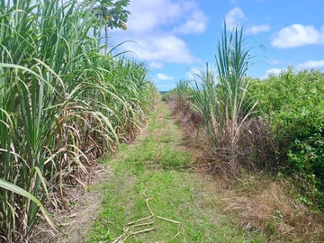 Terrain Agricole