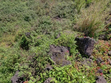 Agricultural Land