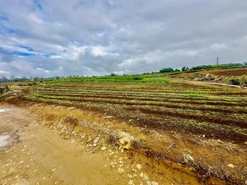 Agricultural Land