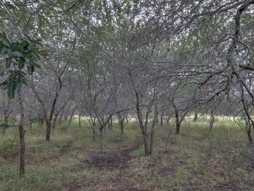Residential Land