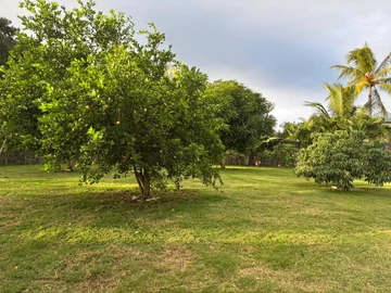 Land