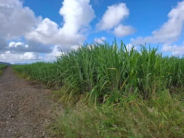Agricultural Land