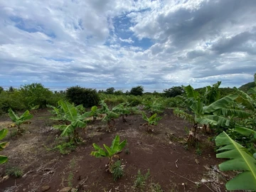 Agricultural Land