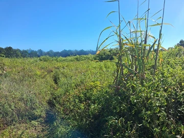 Agricultural Land