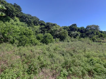 Agricultural Land
