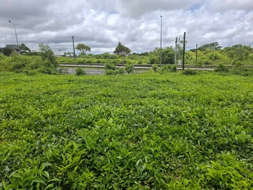 Commercial Land