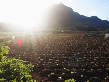 Agricultural Land