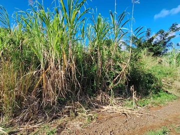 Agricultural Land