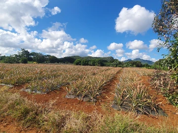 Terrain Agricole