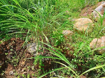 Residential Land