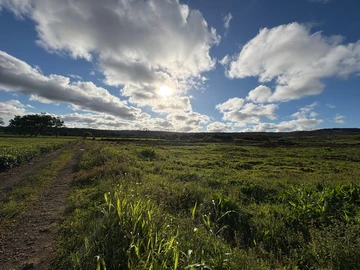 Agricultural Land