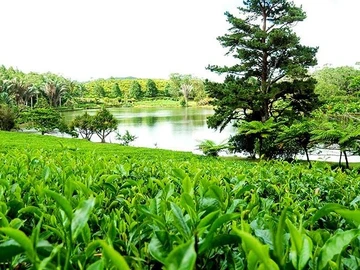 Agricultural Land
