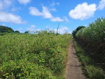 Terrain Agricole