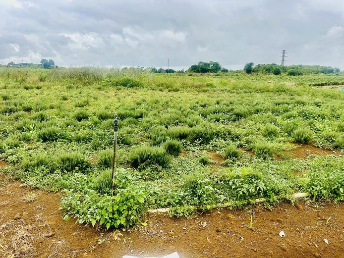961M² De Terrain Agricole À La Laura – Environnement Calme Proche De St Pierre