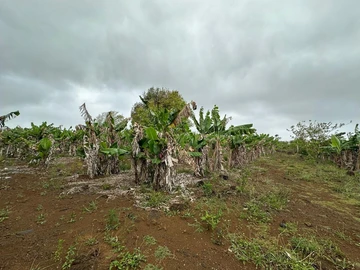 Agricultural Land