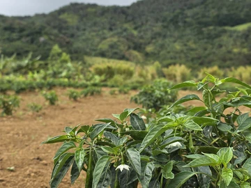 Agricultural Land