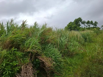 Agricultural Land