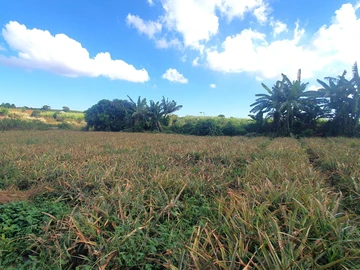 Terrain Agricole