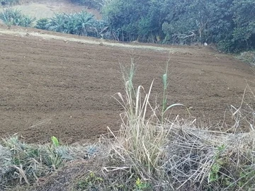 Agricultural Land