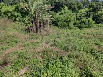 Agricultural Land