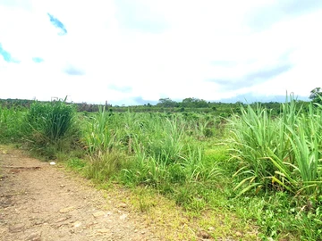 Agricultural Land