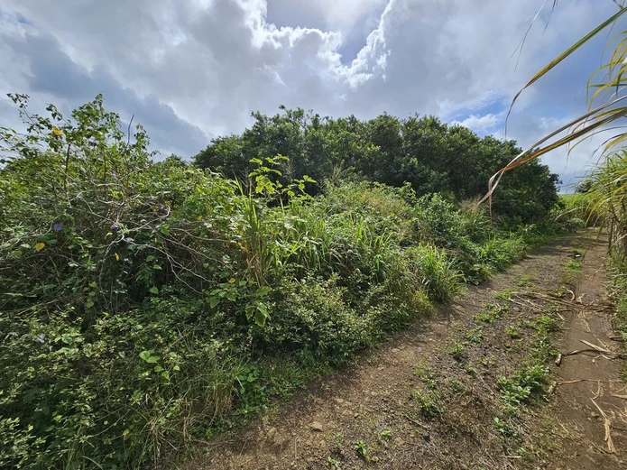Agricultural Land of 8,146.10m² 