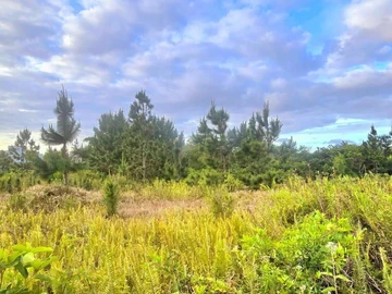 Land