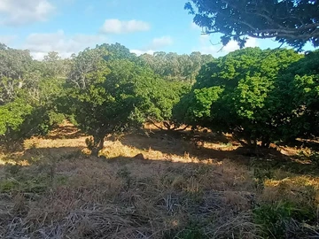 Terrain Agricole