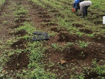 Agricultural Land