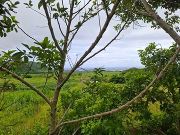 Agricultural Land