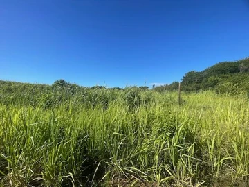Agricultural Land