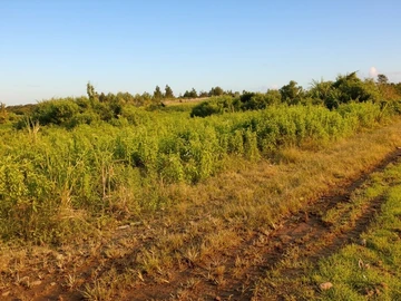 Agricultural Land