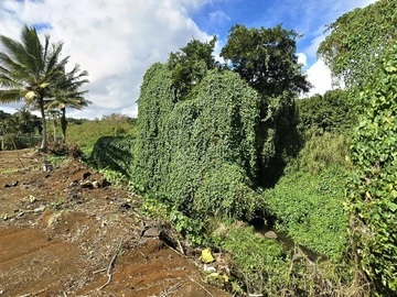 Agricultural Land