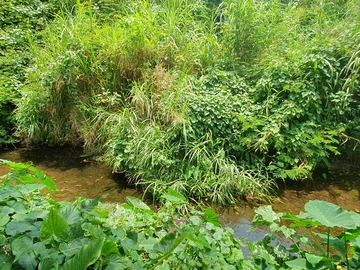 Commercial Land