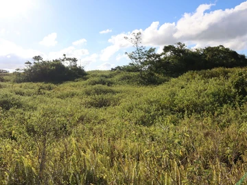 Agricultural Land