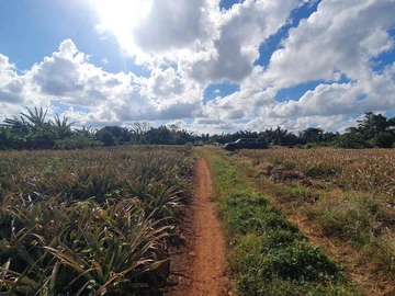 Terrain Agricole
