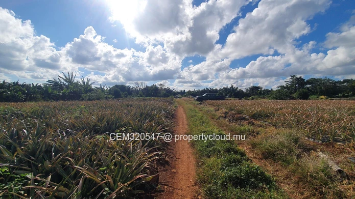 Terrain Agricole à Vendre – Route Ilot Branch, Rivière des Calebasses, Pamplemousses