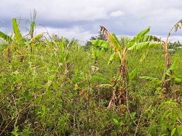Agricultural Land For Sale In La Flora