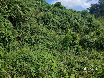 Agricultural Land