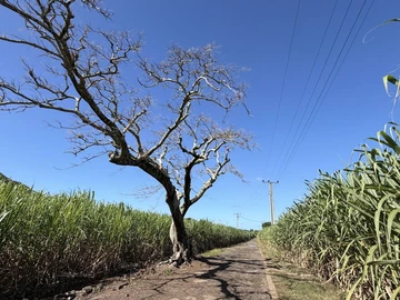 Agricultural Land