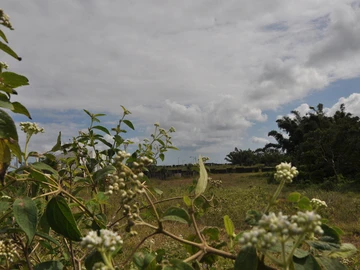 Residential Land