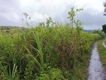 Terrain Agricole