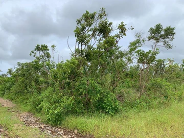 Agricultural Land